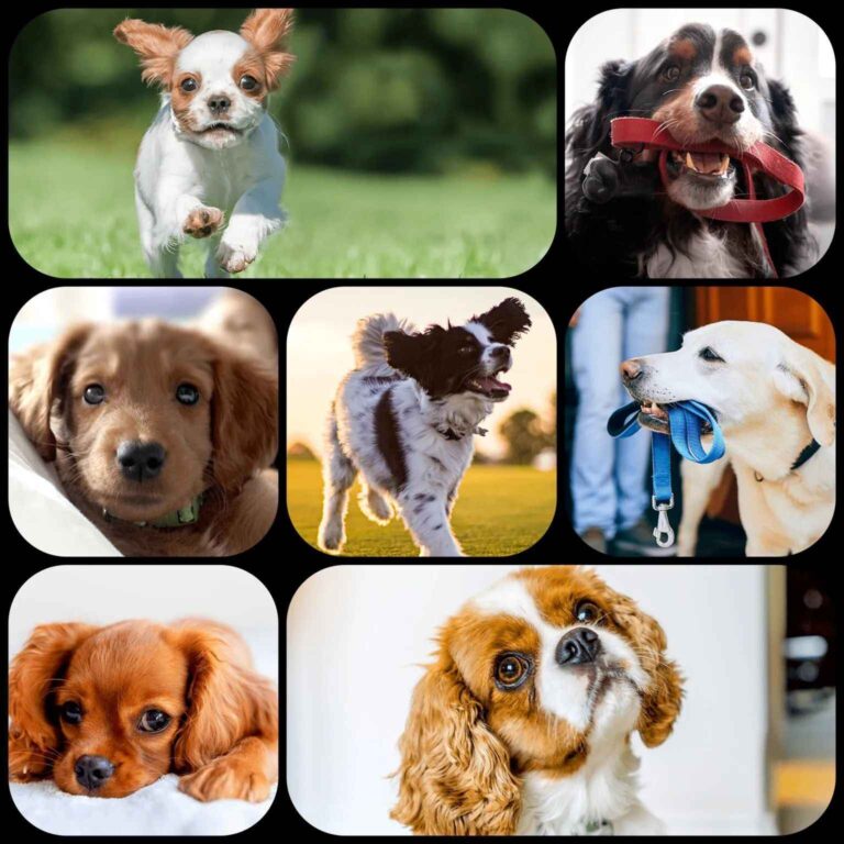 Kako odabrati pravog psa za sebe