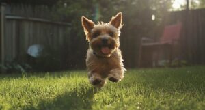 Jorkširski terijer u dvorištu