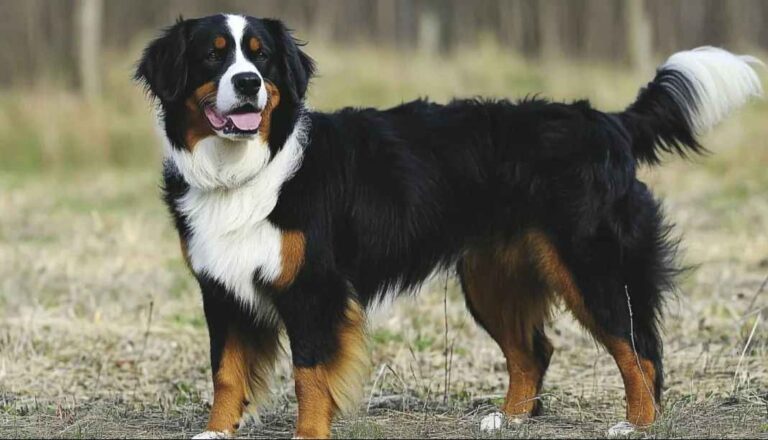 Bernski pastirski pas