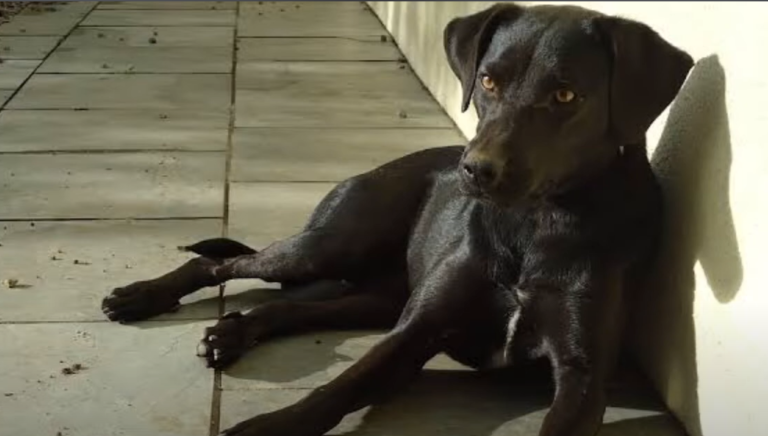 Crnogorski planinski gonič