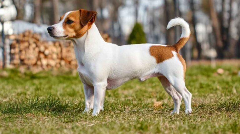 Džek rasel terijer