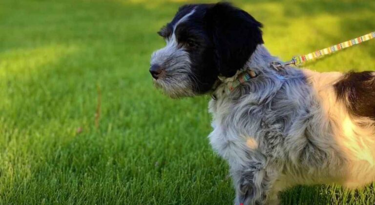 Holandski kovrdžavi ovčar