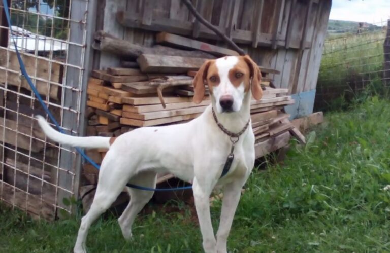 Istarski kratkodlaki gonič