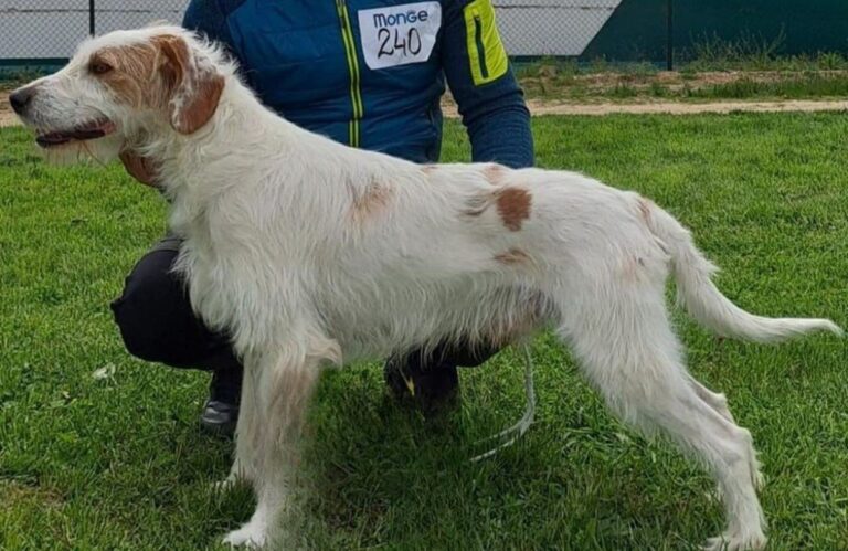 Istarski oštrodlaki gonič