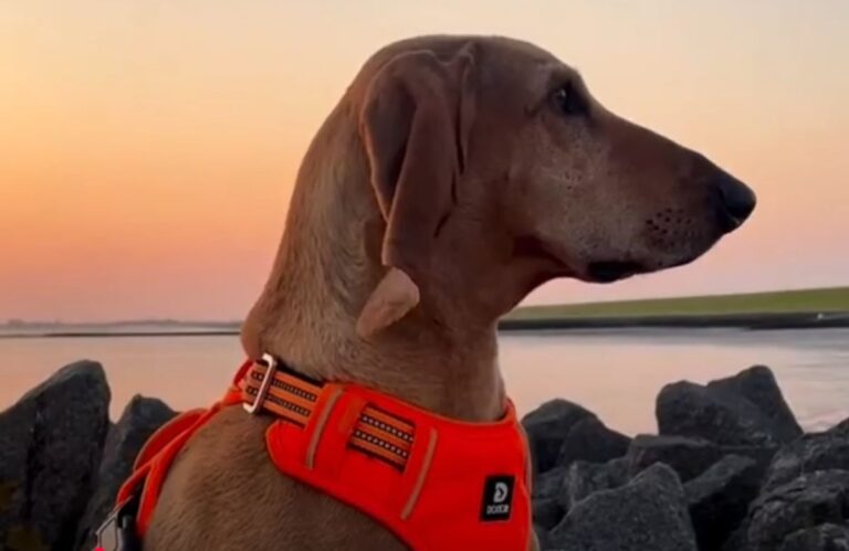 Italijanski kratkodlaki gonič