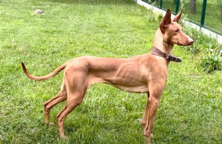 Izvor: youtube print screen