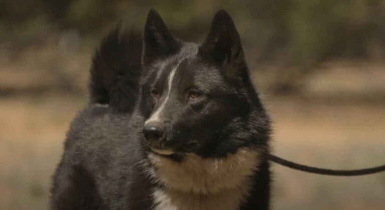 Karelijski gonič medveda