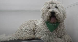 Komondor - Naslovna