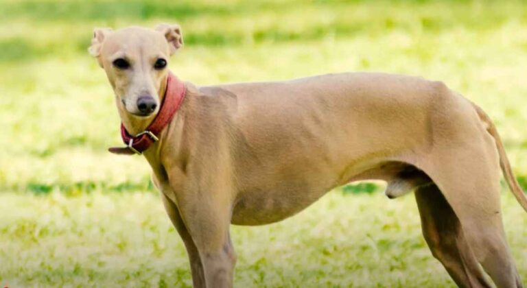 Mali italijanski hrt