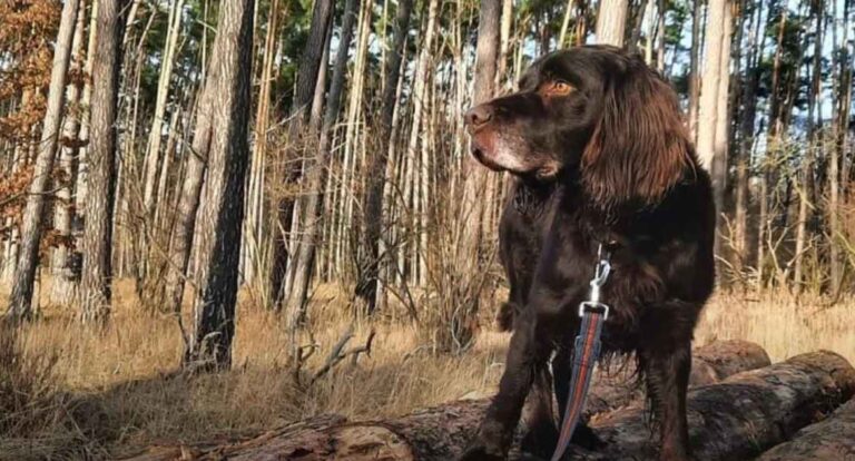 Nemački prepeličar