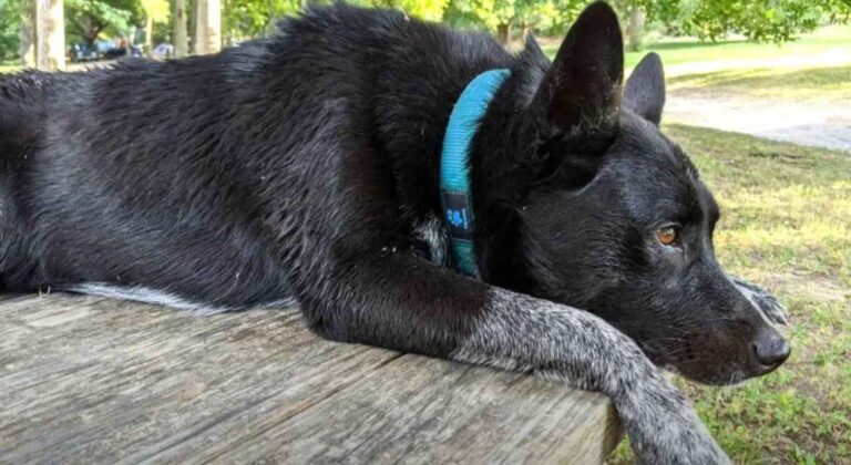 Norveški crni gonič