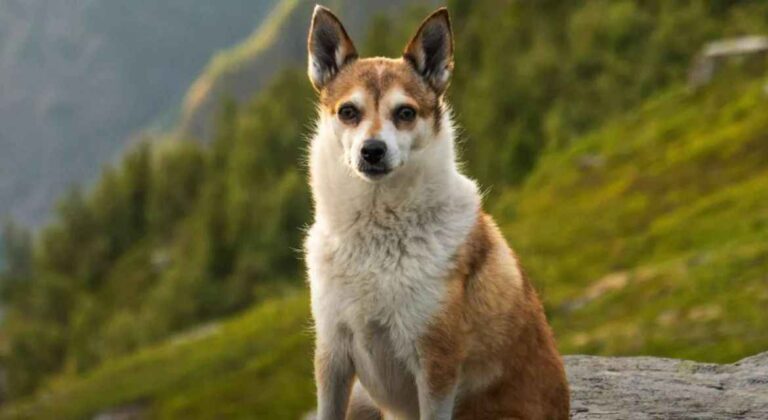 Norveški lovački špic