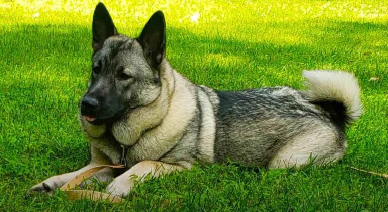 Norveški sivi gonič