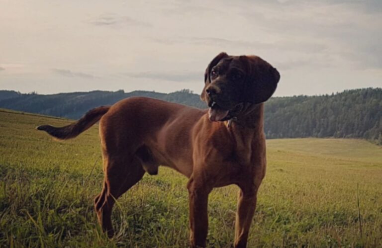 hanoverski krvoslednik