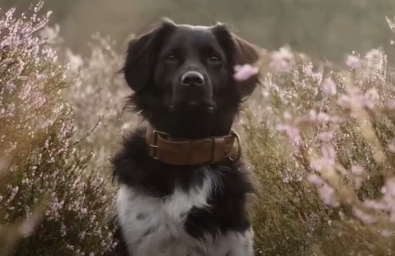 holandski prepeličar