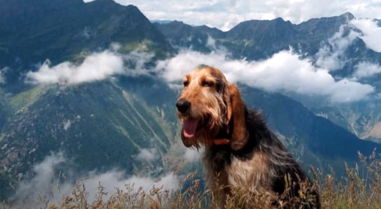 italijanski oštrodlaki gonič