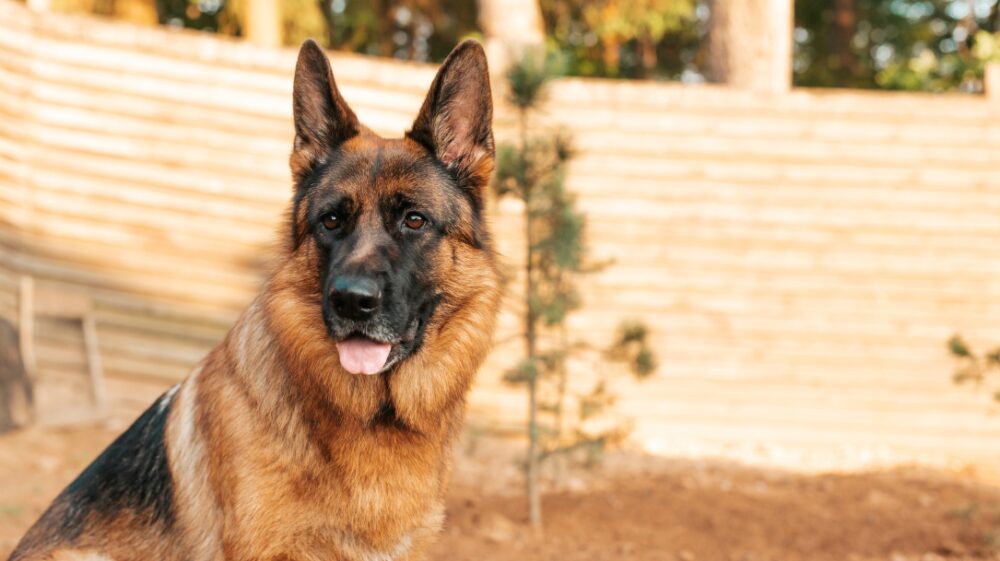 nemacki ovcar - Sve Rase Pasa