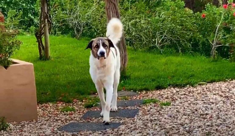 Alentejski pastirski pas