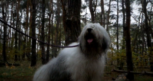 Poljski ravnicarski ovcar - Naslovna