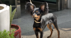 Ruski toy terijer - Naslovna