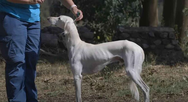 Saluki