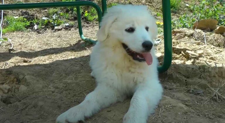 Slovački pastirski pas