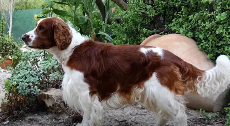 Velški špringer španijel