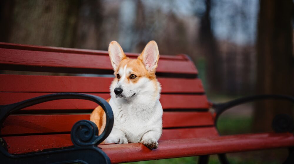 korgi cardigan - Sve Rase Pasa