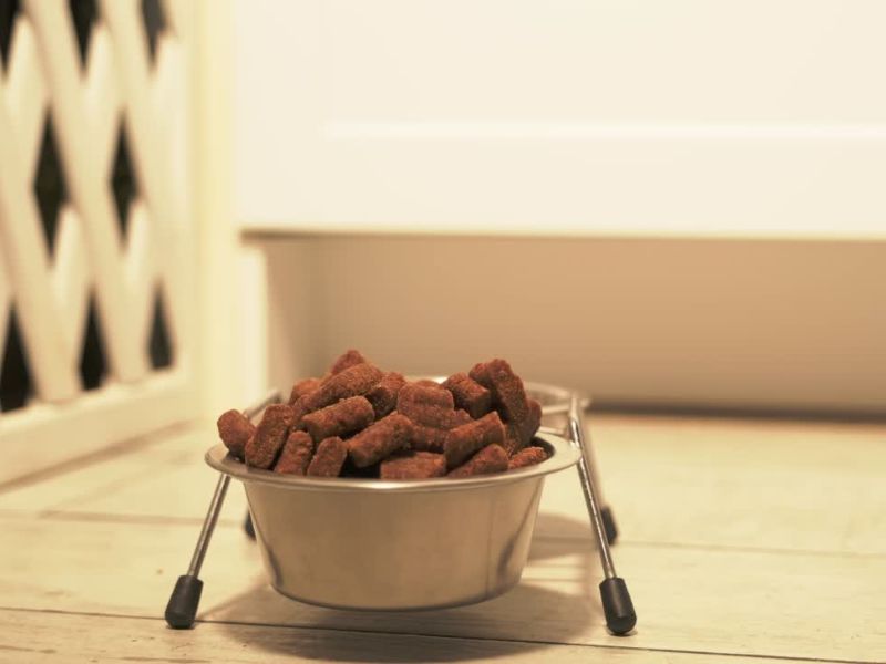 Ćinija u kojoj su granule za pse