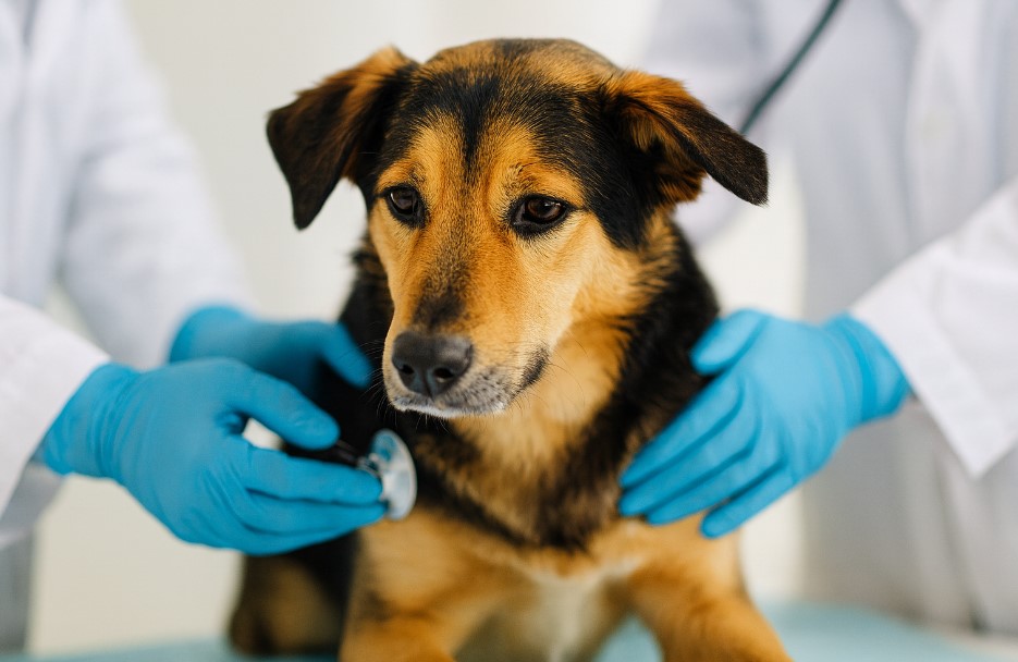Pas na pregledu kod veterinara