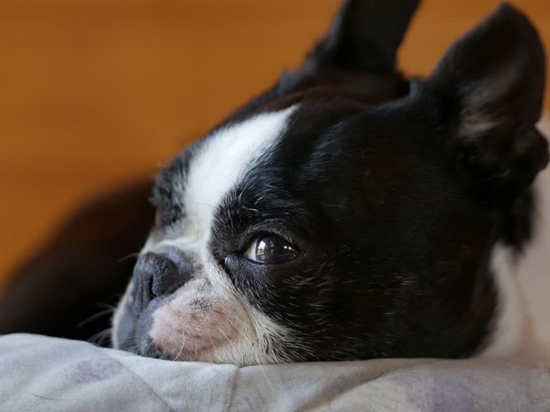 bolestan pas leži na krevetu