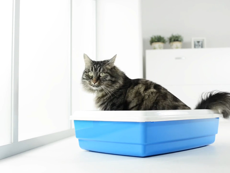 odrasla mačka obavlja nuždu u činiji sa posipom koja je postavljena pored prozora