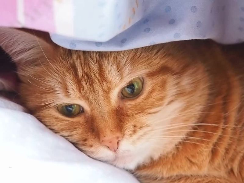 bolesna mačka leži na krevetu