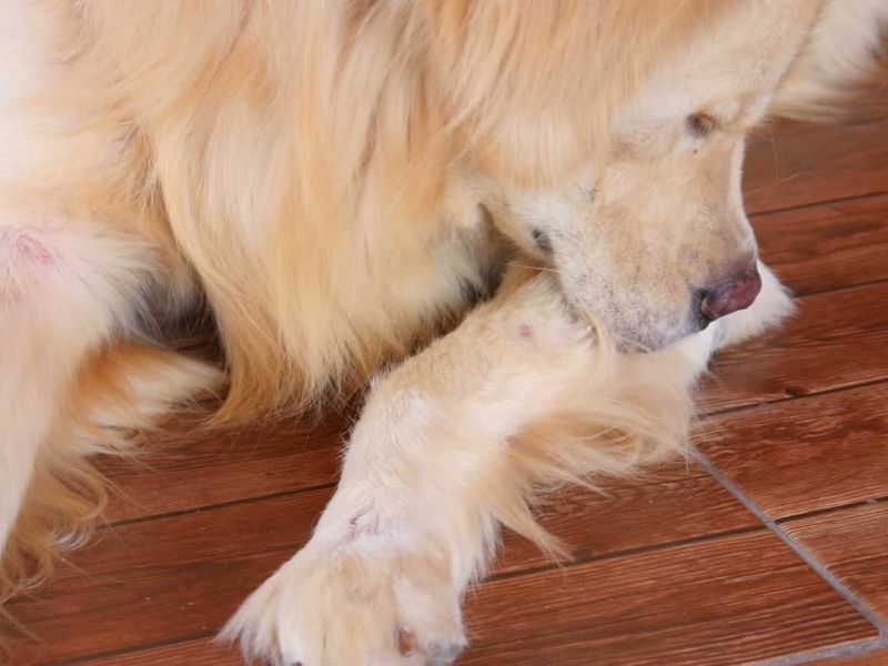 pas se grize za šapu